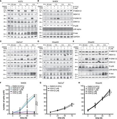 Adverse Effects of Vemurafenib on Skin Integrity: Hyperkeratosis and Skin Cancer Initiation Due to Altered MEK/ERK-Signaling and MMP Activity